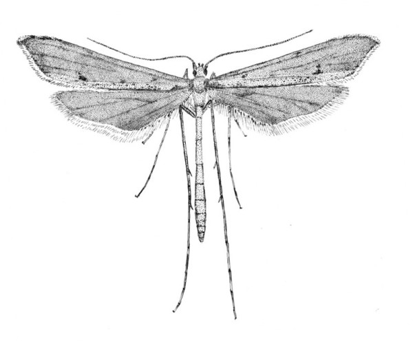 Adult of Agdistis adactyla (Pterophoridae).